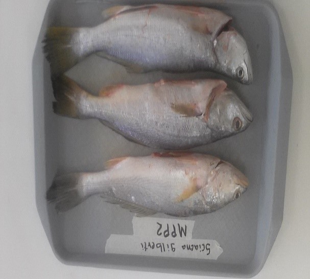  Corvina (C. albus) Mercado de Penonomé  