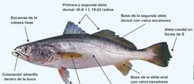 Identificación de la especie
Corvina (C. albus)