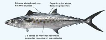 Identificación
de la especie Sierra (S. sierra)