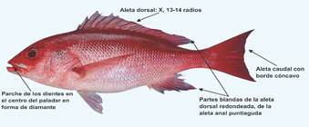 Identificación
de la especie Pargo de seda (Lutjanus peru)
