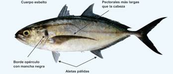 Identificación de la especie
Cojinúa (C. caballus)
