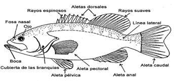Partes externas del pescado a evaluar para
determinar el índice de frescura.  



   