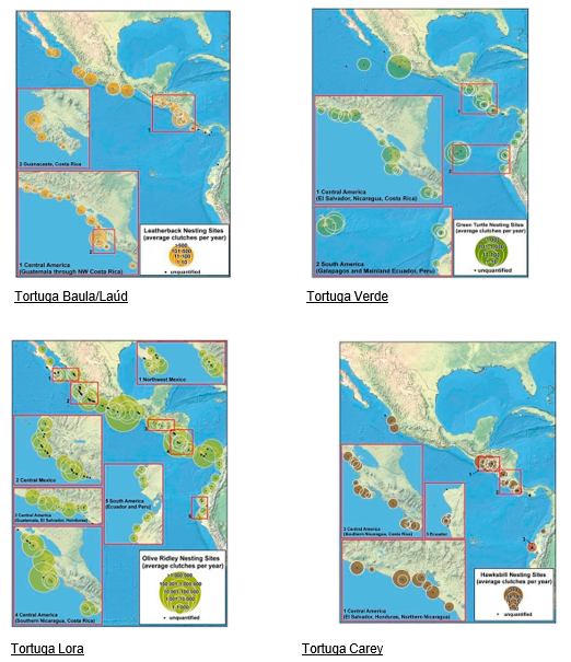 Sitios de anidación y abundancia de tortugas
marianas en el Pacífico Oriental. Los
círculos más grandes representan mayor actividad de anidación. (Seminoff y
Wallace, 2012).