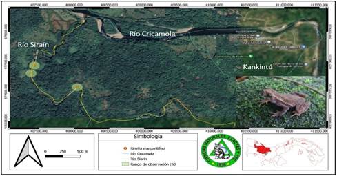 Fotograf&iacute;a y distribuci&oacute;n de Rhinella margaritifera (Sapo crestado) en el r&iacute;o Sira&iacute;n, Kankint&uacute;, comarca Ng&auml;be Bugl&eacute;.