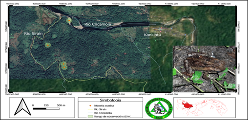 Fotograf&iacute;a y distribuci&oacute;n de Rhinella marina (sapo
neotropical gigante) en el r&iacute;o Sira&iacute;n, Kankint&uacute;, comarca Ng&auml;be Bugl&eacute;.