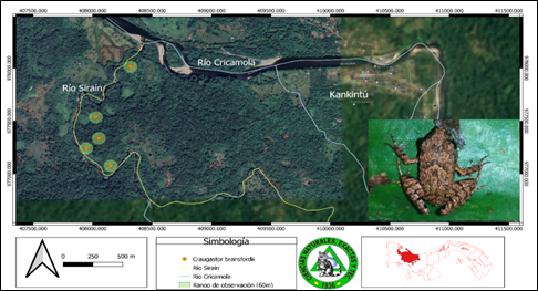 Fotograf&iacute;a y distribuci&oacute;n de Craugastor bransfordii (Rana ladrona de Bransford) en el r&iacute;o Sira&iacute;n,
Kankint&uacute;, comarca Ng&auml;be Bugl&eacute;.