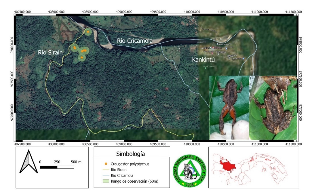 Fotograf&iacute;a y distribuci&oacute;n de Craugastor polyptychus (Rana ladrona de Bransford) en el r&iacute;o Sira&iacute;n,
Kankint&uacute;, comarca Ng&auml;be Bugl&eacute;.