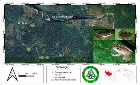 Fotograf&iacute;a y distribuci&oacute;n de Craugastor talamancae (Rana ladrona de Almirante) en el r&iacute;o Sira&iacute;n,
Kankint&uacute;, comarca Ng&auml;be Bugl&eacute;.