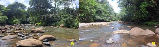 &Aacute;rea del
sotobosque parte alta del r&iacute;o (A) y parte de la zona ribere&ntilde;a cerca a la desembocadura(B).