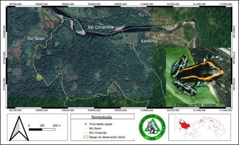 Fotograf&iacute;a y distribuci&oacute;n de Pristimantis gaigei (Rana de
lluvia de Gaige) en el r&iacute;o Sira&iacute;n,
Kankint&uacute;, comarca Ng&auml;be Bugl&eacute;.