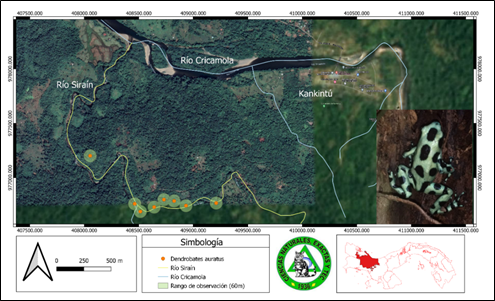 Fotograf&iacute;a y distribuci&oacute;n de Dendrobates auratus (Rana flecha verde y negra) en el r&iacute;o Sira&iacute;n, Kankint&uacute;, comarca Ng&auml;be Bugl&eacute;.