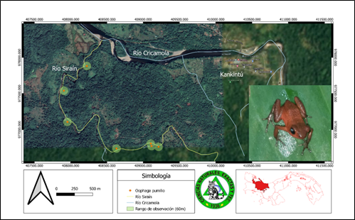 Fotograf&iacute;a y distribuci&oacute;n de Oophaga pumilio (Rana fresa
venenosa) en el r&iacute;o Sira&iacute;n, Kankint&uacute;,
comarca Ng&auml;be Bugl&eacute;.