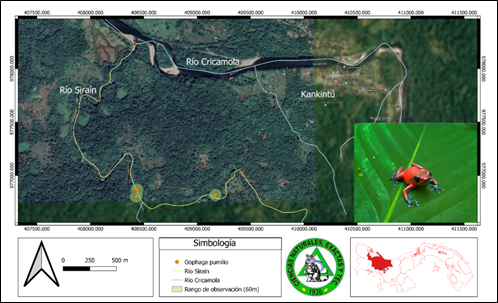 Fotograf&iacute;a y distribuci&oacute;n de Oophaga pumilio (Rana fresa
venenosa) en el r&iacute;o Sira&iacute;n, Kankint&uacute;,
comarca Ng&auml;be Bugl&eacute;.