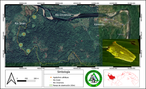 Fotograf&iacute;a y distribuci&oacute;n de Agalychnis callidryas (Rana
de ojos rojos) en el r&iacute;o Sira&iacute;n, Kankint&uacute;,
comarca Ng&auml;be Bugl&eacute;.