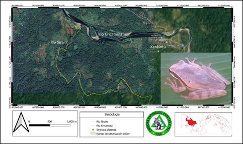Fotograf&iacute;a y distribuci&oacute;n de Smilisca phaeota (Rana
Arbor&iacute;cola enmascarada) en el r&iacute;o Sira&iacute;n, Kankint&uacute;, comarca Ng&auml;be Bugl&eacute;.