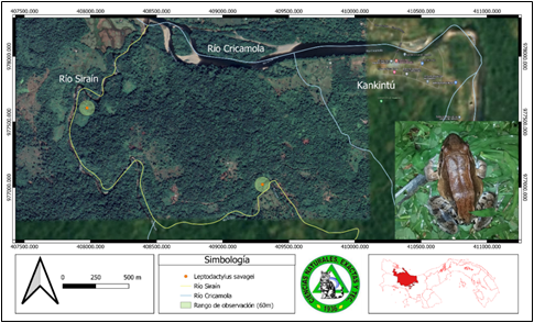 Fotograf&iacute;a y distribuci&oacute;n de Leptodactylus savagei (Rana Toro
Centroamericana) en el r&iacute;o Sira&iacute;n,Kankint&uacute;,
comarca Ng&auml;be Bugl&eacute;.