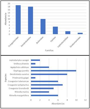 Abundancias de Familias y especies registradas durante el
estudio en los tres transectos, en el R&iacute;o Sira&iacute;n, Kankint&uacute;, comarca Ng&auml;be Bugl&eacute;.
