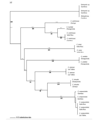 Dendrograma
(Neighbor Joining) de siete especies de Charidotella
de Panamá, basado en el fragmento de código de barras del ADN de COI. Los
valores de bootstrap están indicados
debajo de las ramas.



 