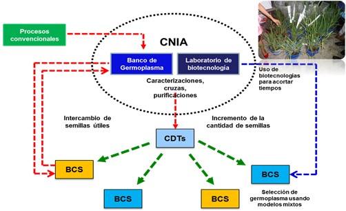 Modelo de  Fitomejoramiento del INTA Nicaragua