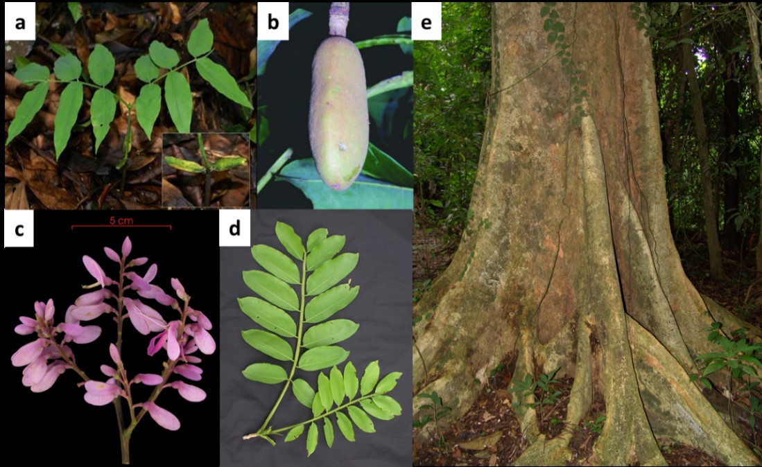 Imágenes de las Características taxonómicas de la planta. Plántula (a), fruto (b), flores (c), hojas (d) y el tronco (e).