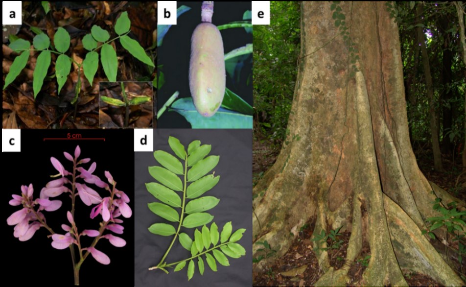 Imágenes de las Características taxonómicas de la planta. Plántula (a), fruto (b), flores (c), hojas (d) y el tronco (e).