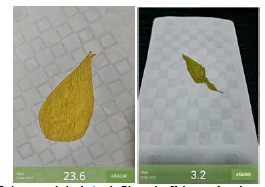 Aspectos de las hojas de Phaseolus Vulgaris afectada por el AASC