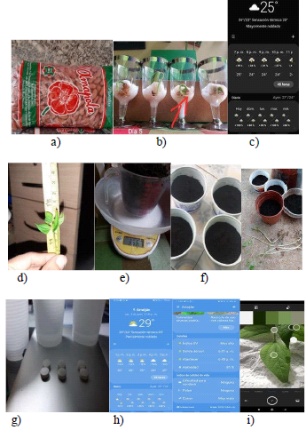 Procedimiento para el desarrollo del ensayo: a) Selección
de la semilla. b) Germinación de las
semillas. c) Medición de factores ambientales durante el pre-ensayo. d) Medición del crecimiento de las
plantas. e) Medición de peso y
cantidad de tierra. f) Selección del envase y trasplante. g) Preparación de las
dosis. h) Medición de parámetros ambientales durante el ensayo. i) Observación de cambios en las características físicas.