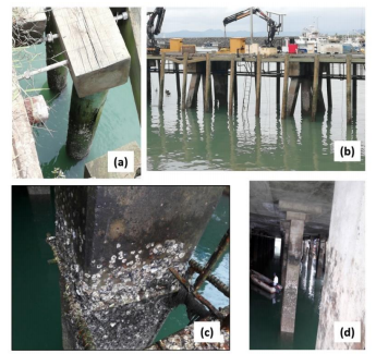  Diversos daños a pilotes en Puerto Vacamonte.
(a) y (b) daños en pilotes de madera
debido a cargas de impacto. (c) y (d) invasión de agentes biológicos en pilotes de concreto.