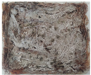   Lámina de estopa de coco, pegamento de arroz y sal gruesa,
transcurrido 11 meses de su fabricación.
