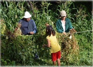 Manojos de plantas de frijol nativo, las cuales se
colgaron de un mecate para que se secaran al sol, previo a la extracción de los
granos.