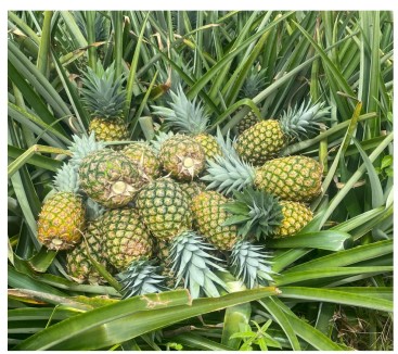 Piña híbrida MD2, en la Finca de estudio.