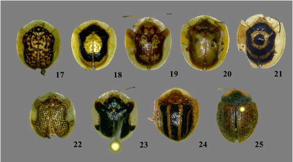 Dorsal view
of Chrysomelidae Cassidinae:
17, Microctenochira reticularis, 18. Microctenochira vivida 19. Deloyala fuliginosa, 20. Charidotella sexpunctata, 21. Ischnocodia annulus, 22. Microctenochira fraterna, 23. Microctenochira infantula, 24. Agroinconota propinqua, 25. Botanochara ordinata