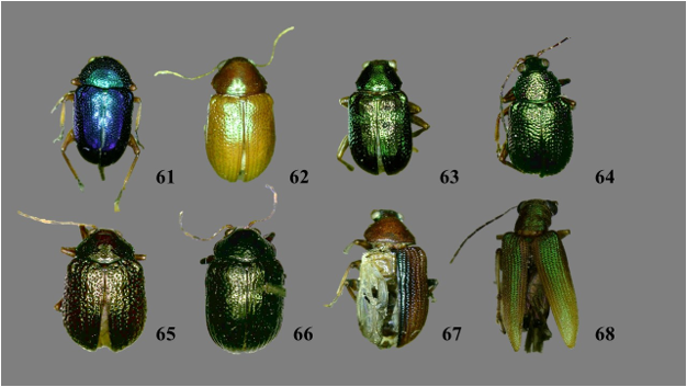 Dorsal view of Chrysomelidae Galerucinae:
Eumolpinae: 61, Cayetunya consanguinea, 62. Allocolaspis grandicollis, 63. Percolaspis
sp., 64. Percolaspis rugosa, 65. Rhabdopterus uncotibialis, 66. Rhabdopterus fulvipes, 67. Deuteronoda suturalis, 68. Megascelis puella