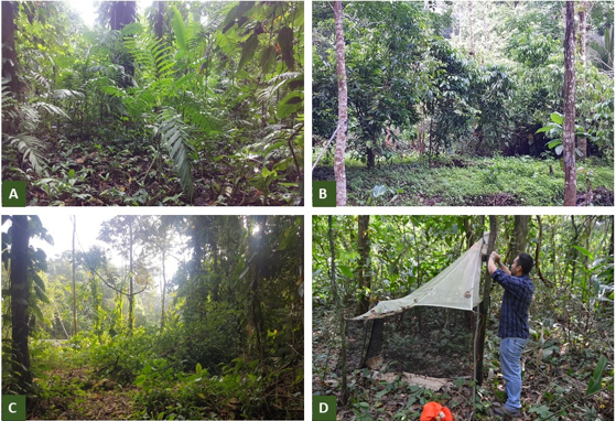 Habitats sampled and
method used in this study: A) Late Secondary Forest, B) Coffee-Growing Zone, C)
Disturbed Forest, D) Malaise trap in field