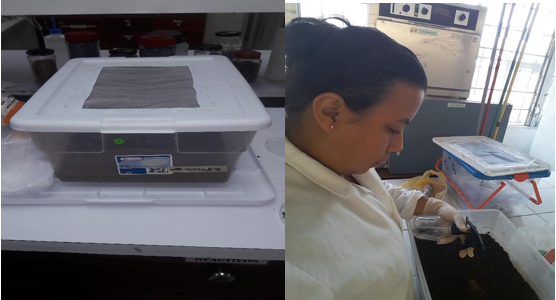 Recolecta de chinches, limpieza, conteo y preparación para llevarlos al
laboratorio