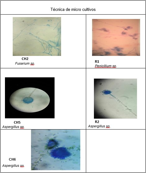 Observaciones microscópicas deFusarium, Penicillium,
Aspergillus, obtenida de la
técnica de micro cultivo (objetivo
de 40x)