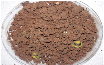 Cepa CH5 (Aspergillus sp)
creciendo sobre C. bergi luego de 6 días de
inoculación