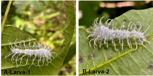 A. Larva de Minacraga plata (Lepidoptera: Dalceridae) catalogada como larva-1. B. Larva de Minacraga plata (Lepidoptera: Dalceridae) catalogada como larva-2.
