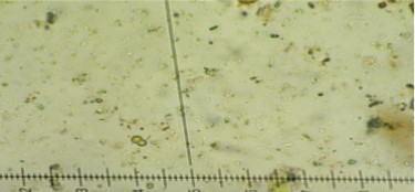 Biflua physasca