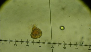 Cirrenalia sp 