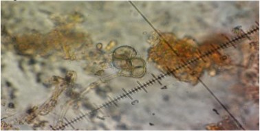 Cirrenalia macrocephala
