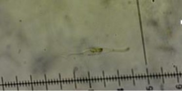Corollospora marítima