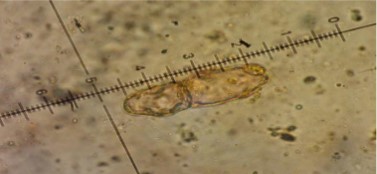 Didymella fucicola
