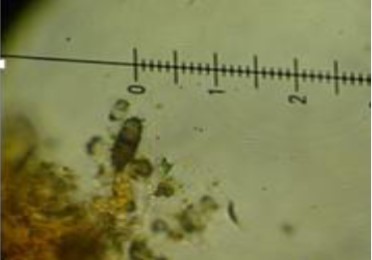 Diplodia oraemaris