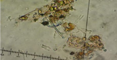 Flagellospora curvula