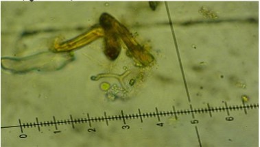Heliscus submersus (agua
dulce) 

 