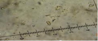 Phoma laminariae 

 