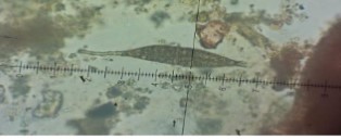 Aigialus grandis