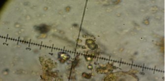 Bicrouania marítima