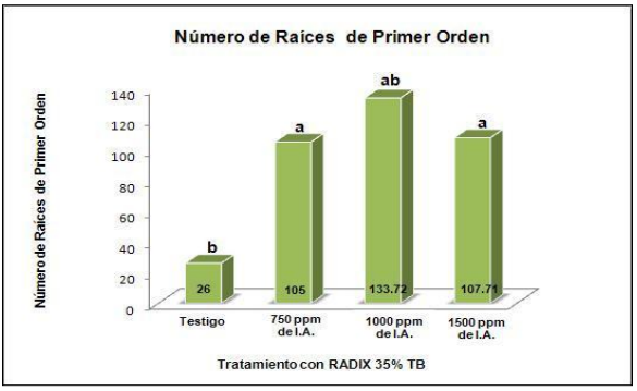 Raíces de primer orden enraizadas
por efecto de la aplicación de RADIX 35% TB, en Tithonia diversifolia